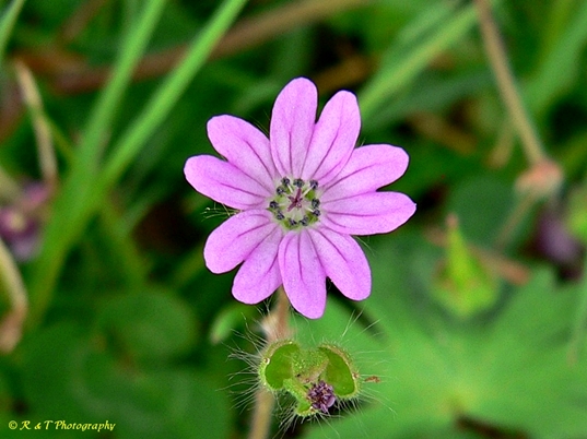 {Geranium molle}